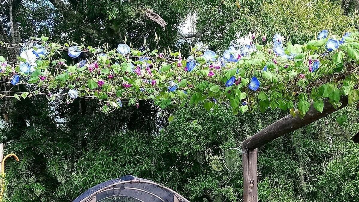 Вілла Tiny House Garden - Aparados Da Serra - Sc Прая-Гранді Екстер'єр фото